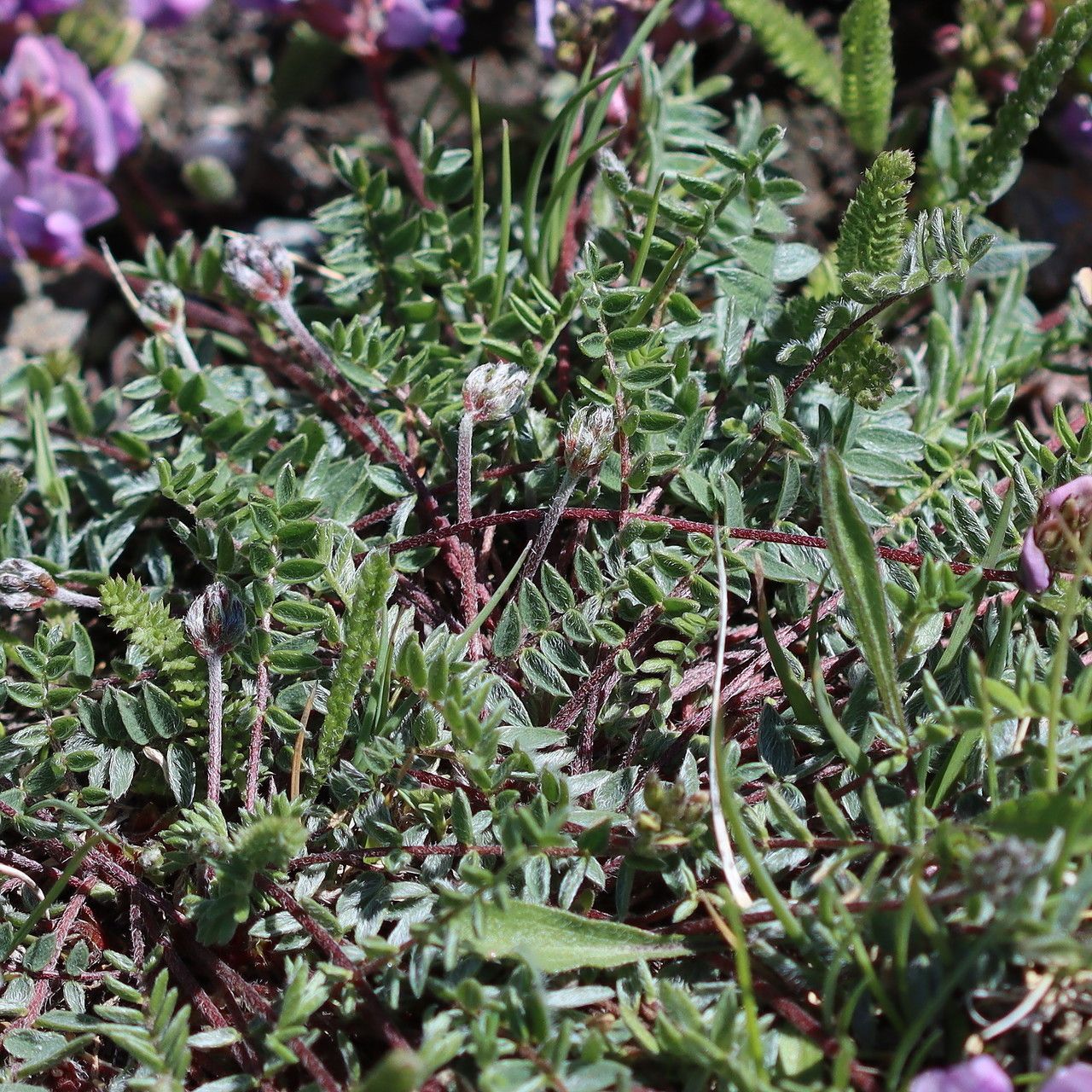 Oxytropis lapponica — houseplant care guide