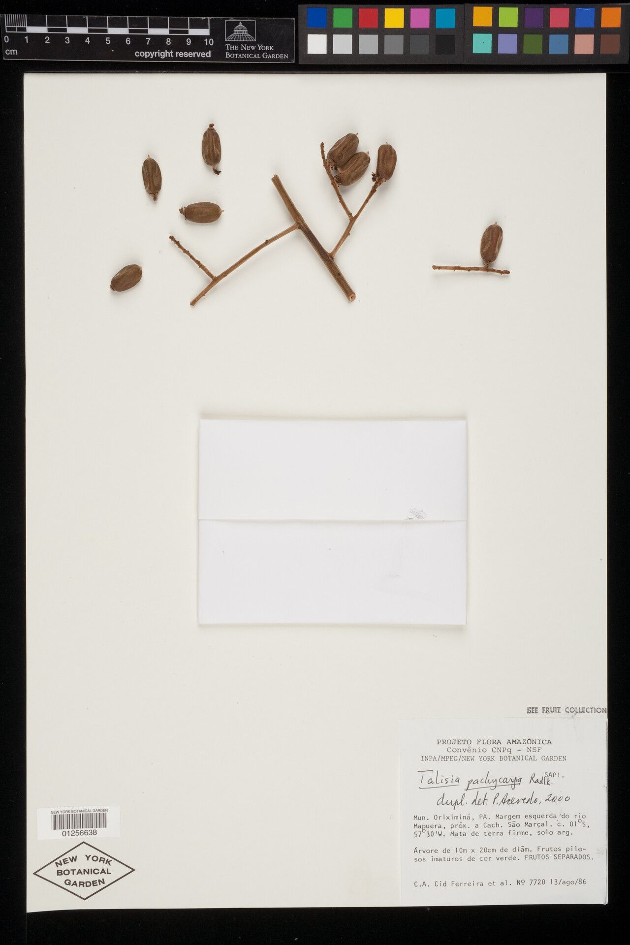 Talisia pachycarpa fruit