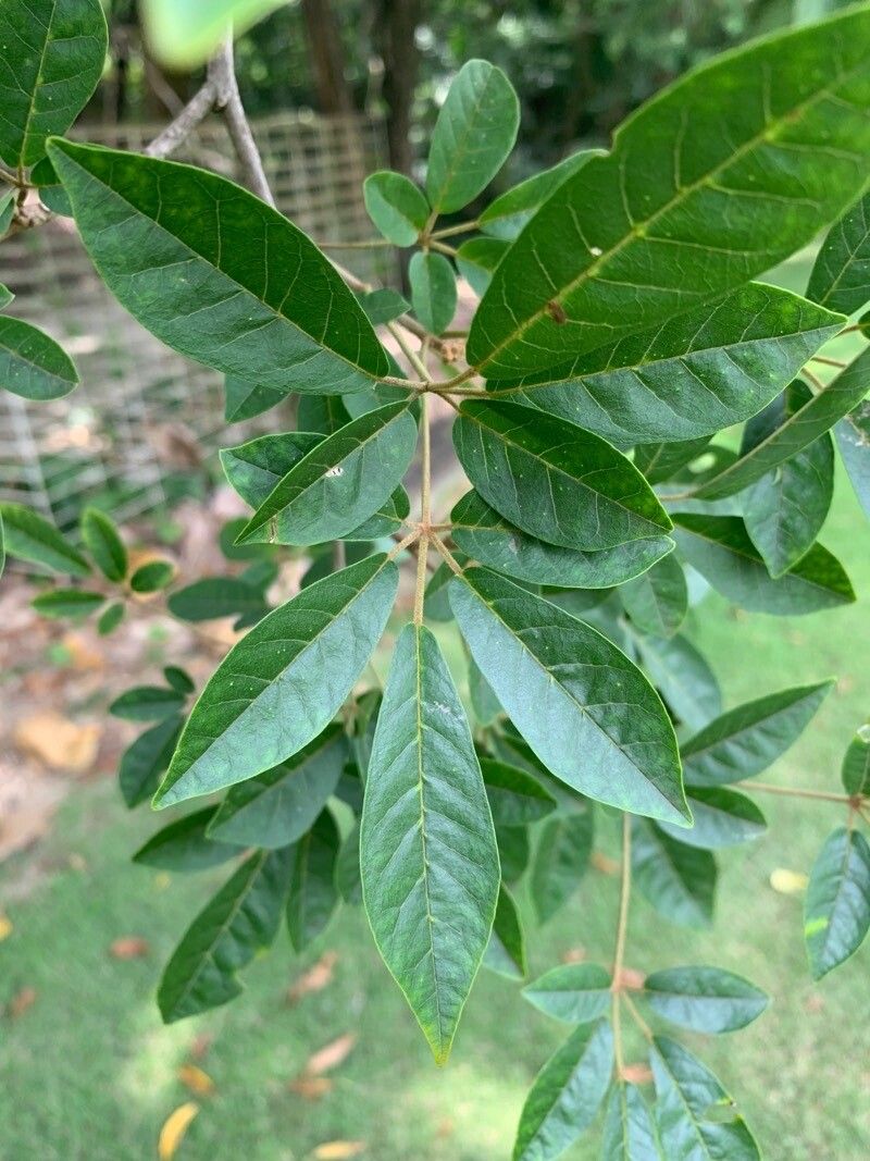 Handroanthus umbellatus — search result for 'Handroanthus'