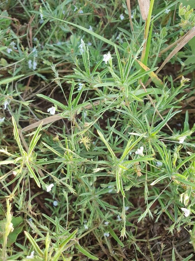 Justicia matammensis habit