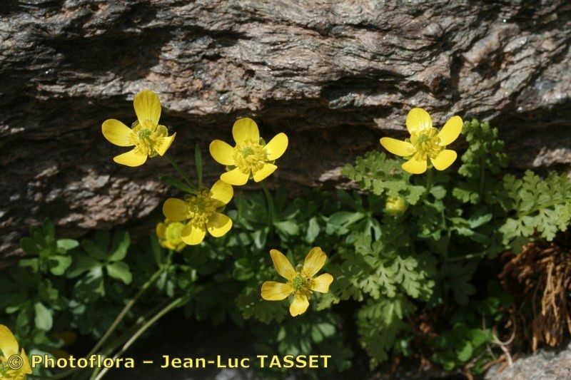 Ranunculus demissus habit