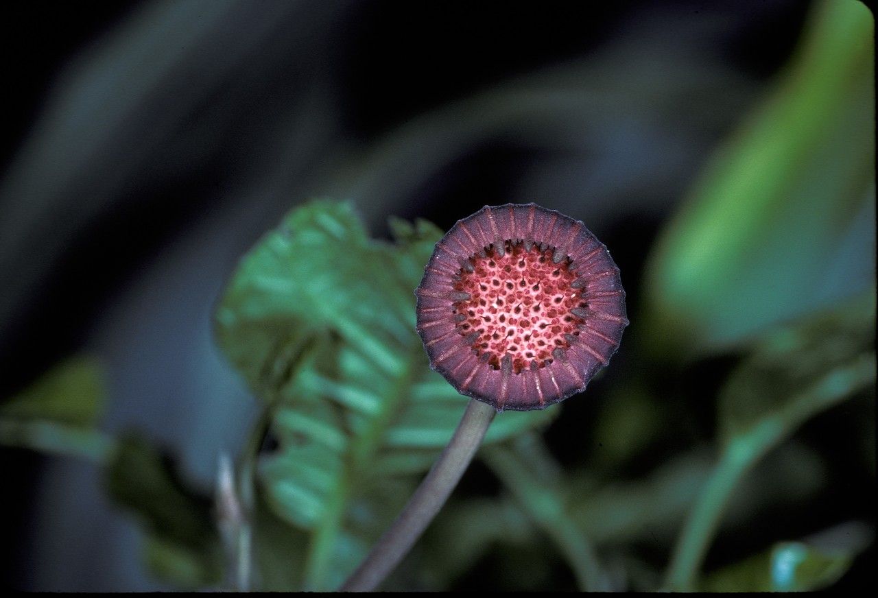 Dorstenia urceolata — search result for 'Moraceae'