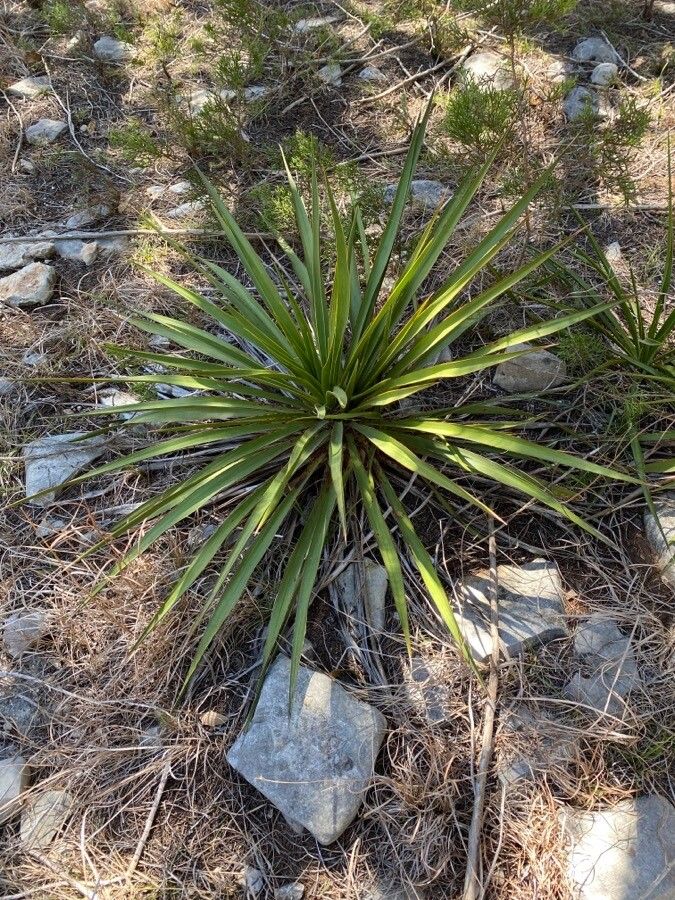 Yucca rupicola leaf