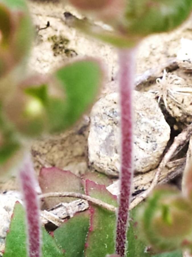 Androsace maxima leaf