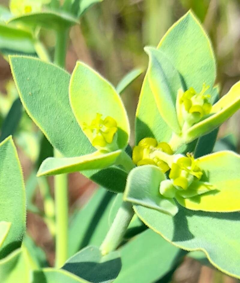 Euphorbia papillosa flower