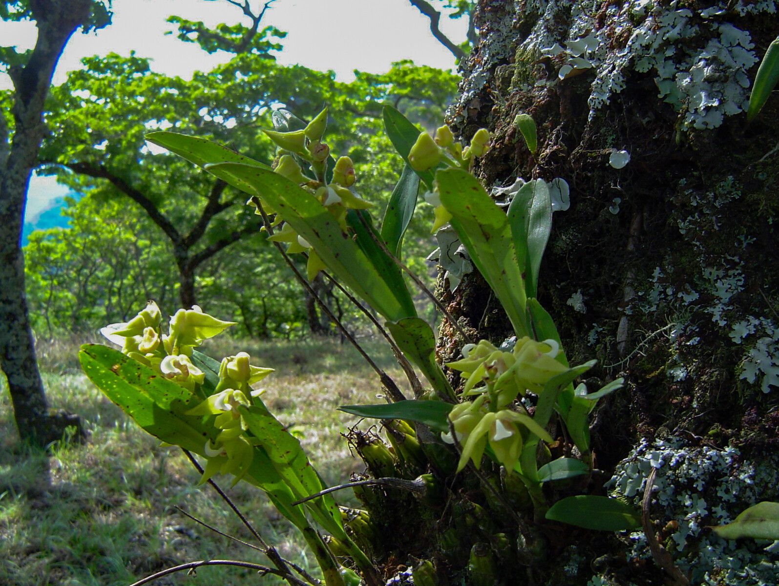 Polystachya zambesiaca habit