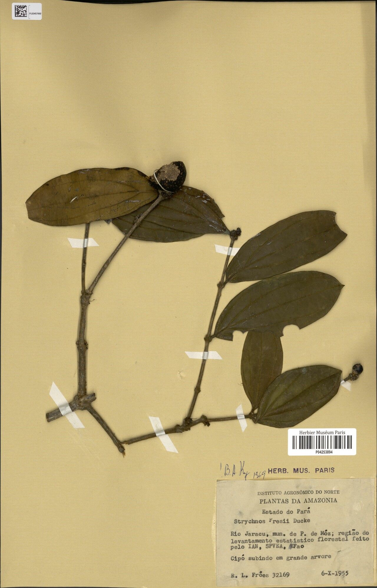 Strychnos froesii fruit