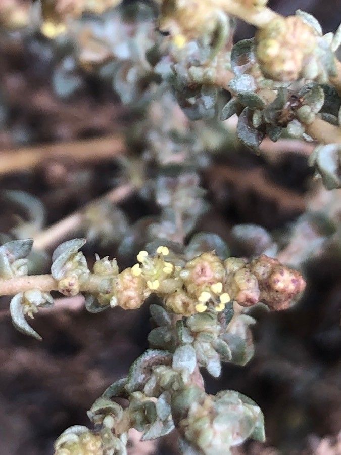 Atriplex glauca flower