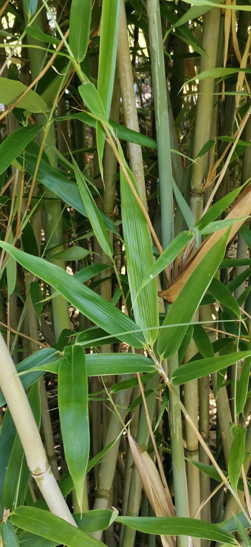Bashania fargesii — search result for 'Bamboo'