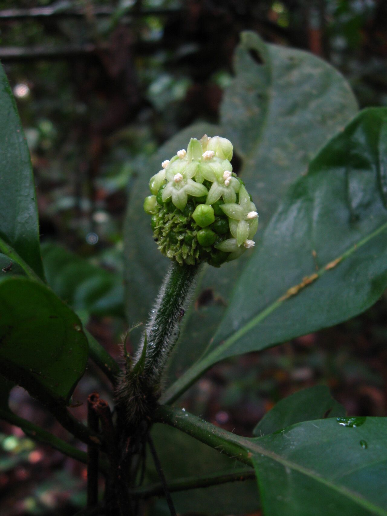 Psychotria globiceps flower