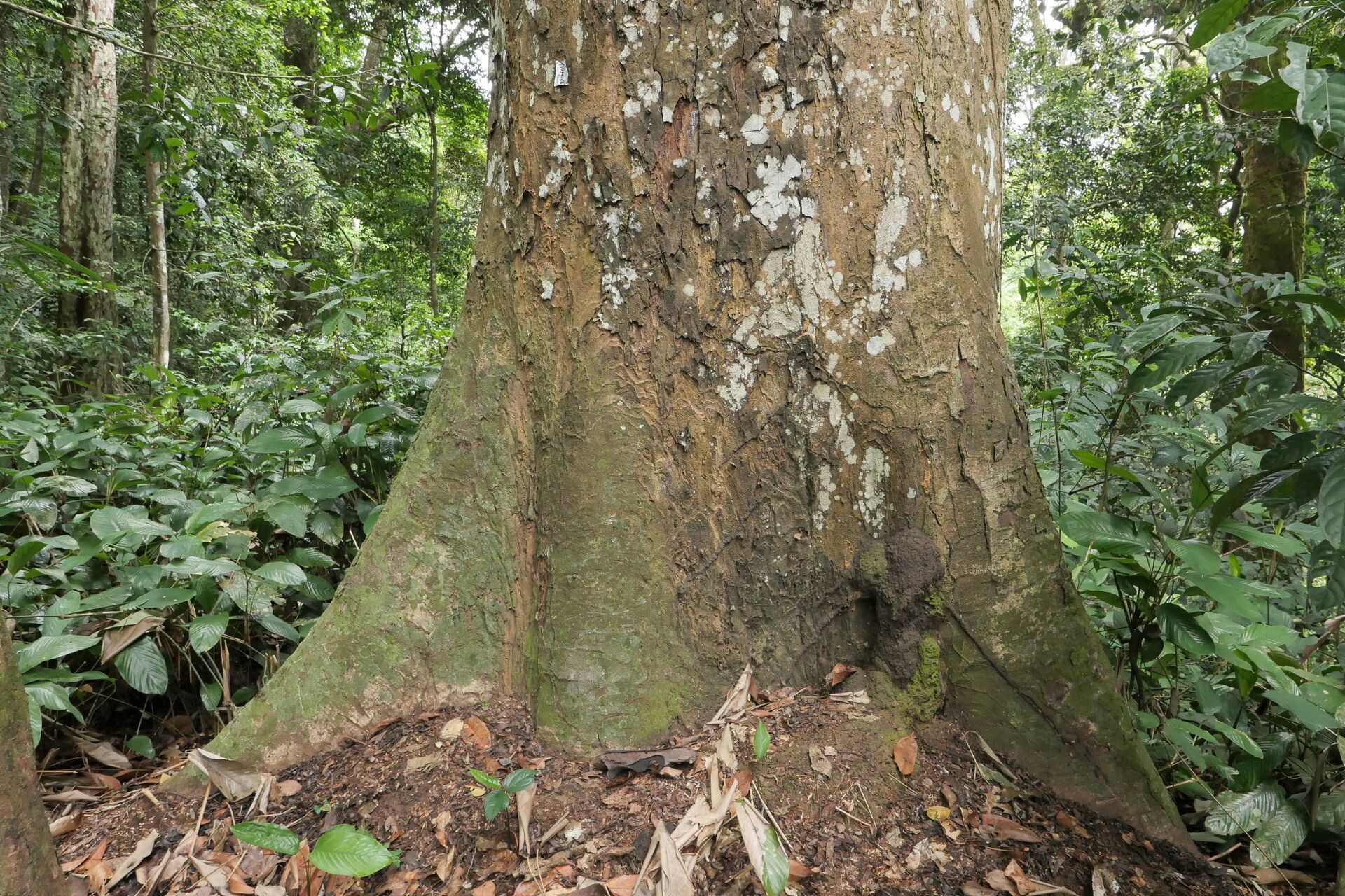 Brachystegia mildbraedii bark
