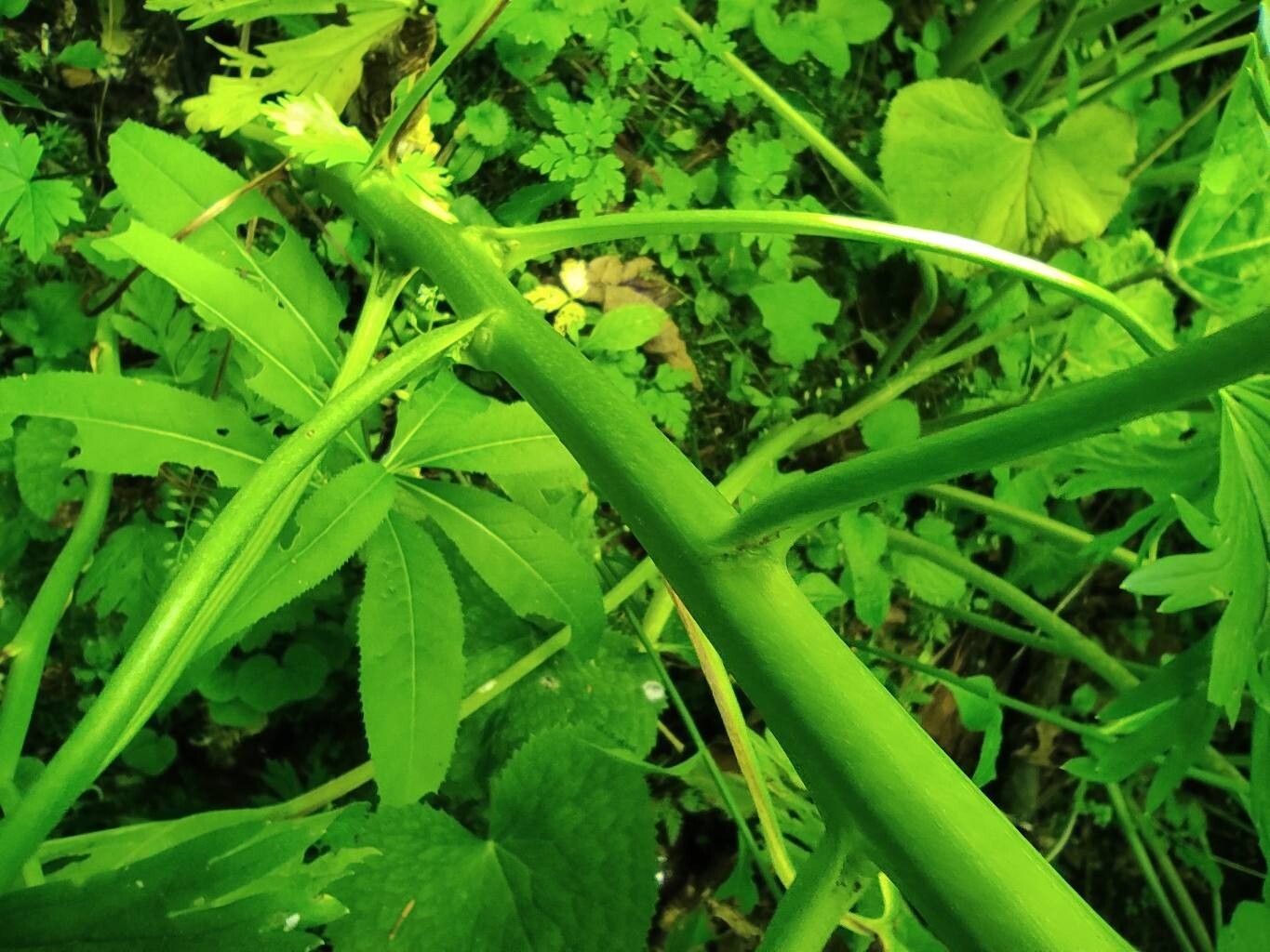 Aconitum firmum bark