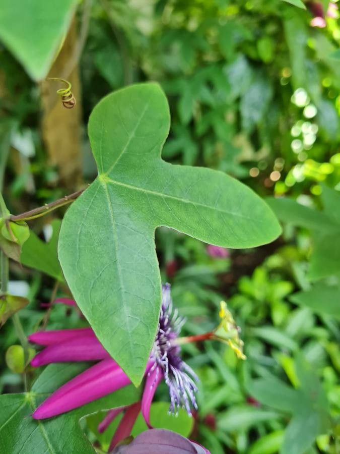 Passiflora amethystina leaf