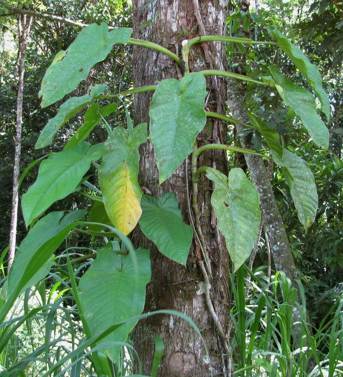 Syngonium hastiferum habit
