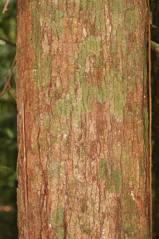 Micropholis venulosa bark