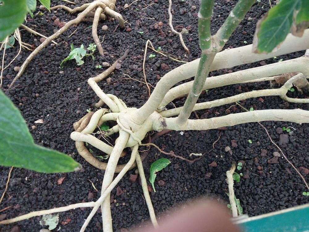 Pseuderanthemum velutinum bark