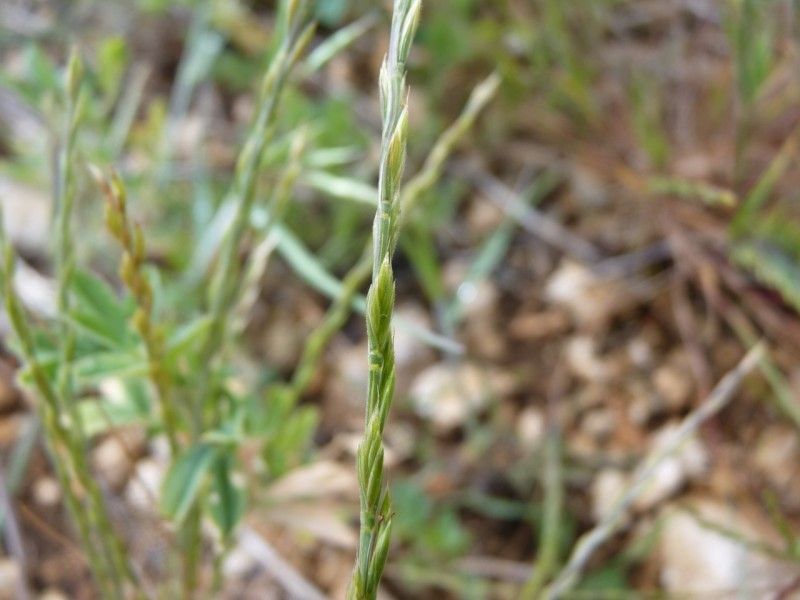Festuca maritima habit