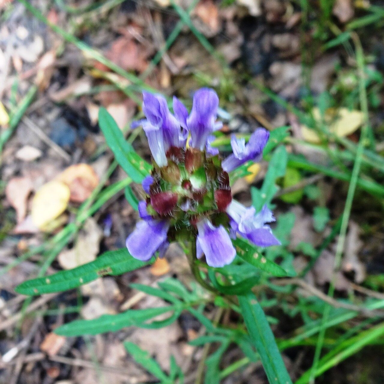 Prunella × intermedia flower