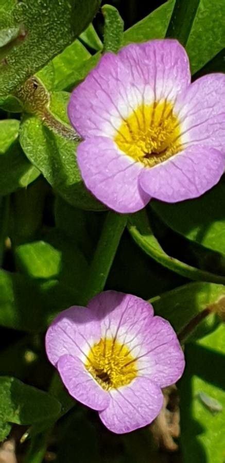 Gratiola linifolia flower