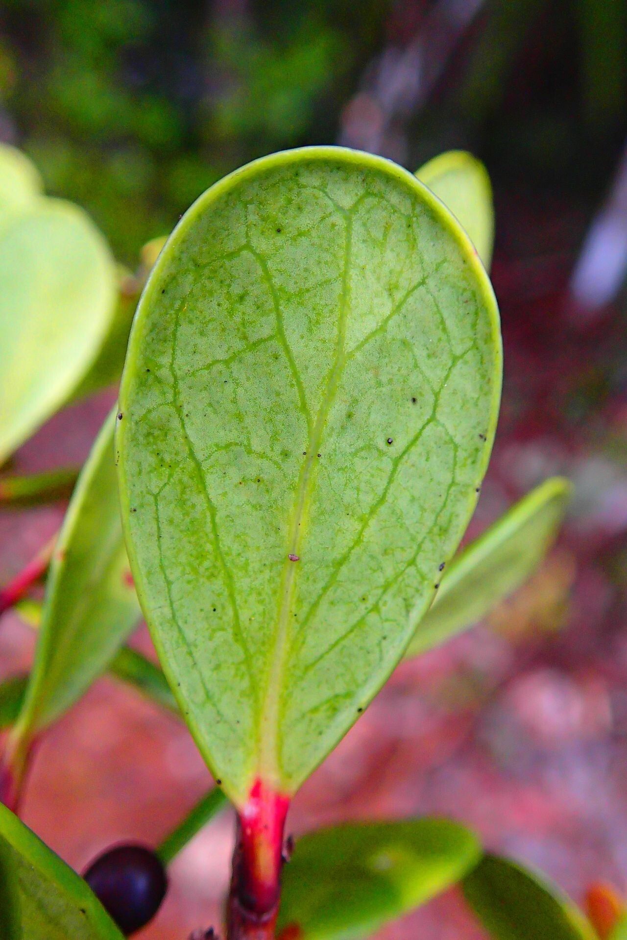 Lasiochlamys planchonellifolia leaf