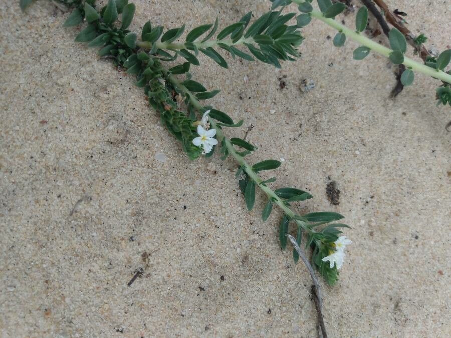 Euploca polyphylla flower