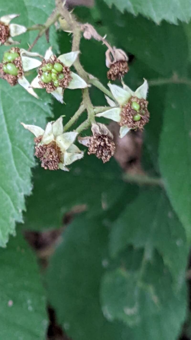 Rubus vestitus flower