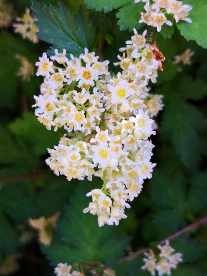 Stephanandra incisa flower