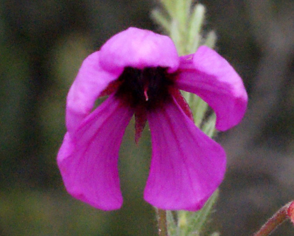 Tetratheca confertifolia flower