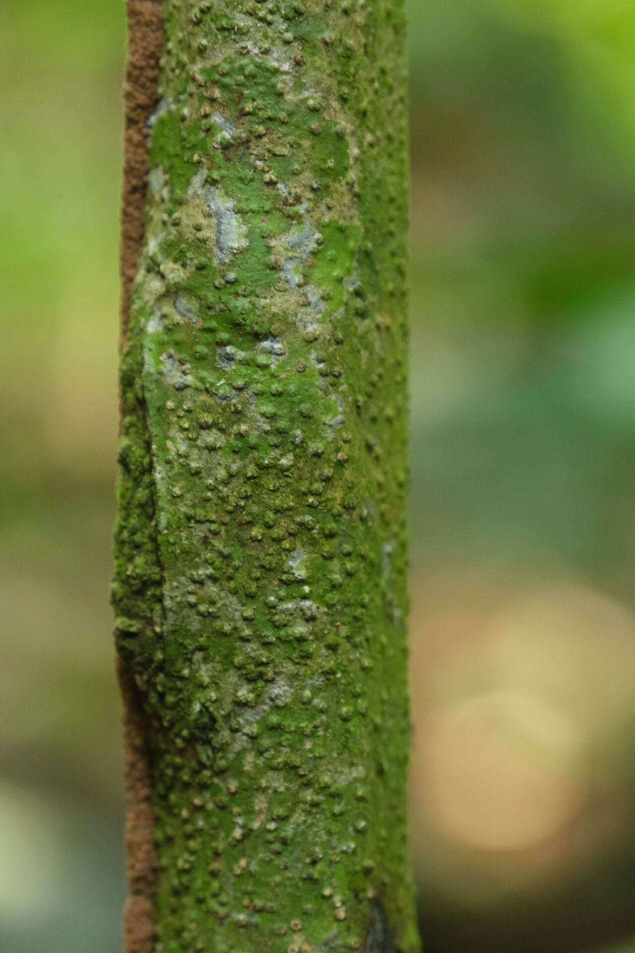 Strychnos icaja bark