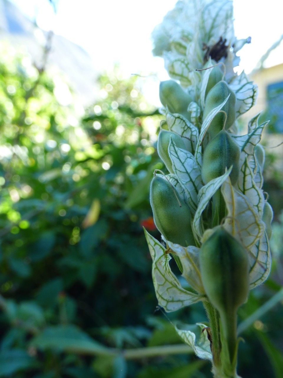 Justicia betonica fruit
