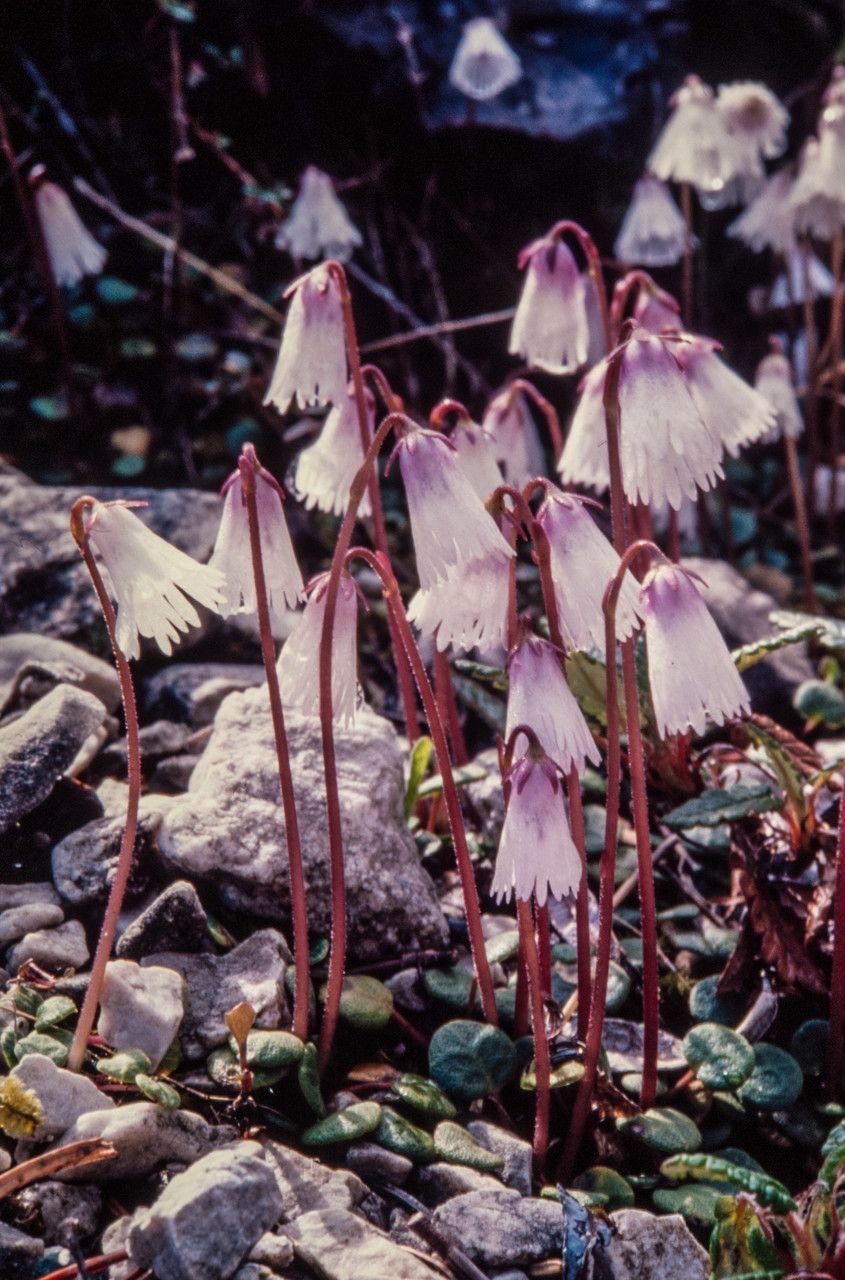 Soldanella minima flower
