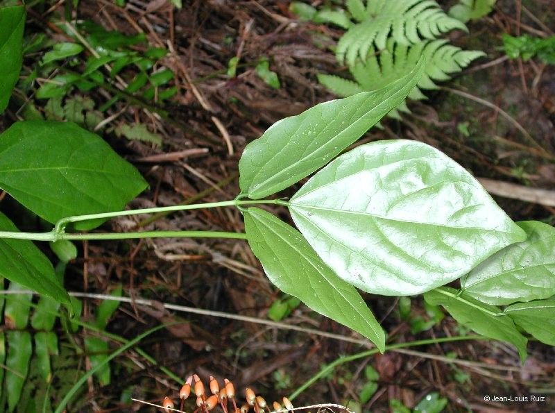 Strongylodon lucidus