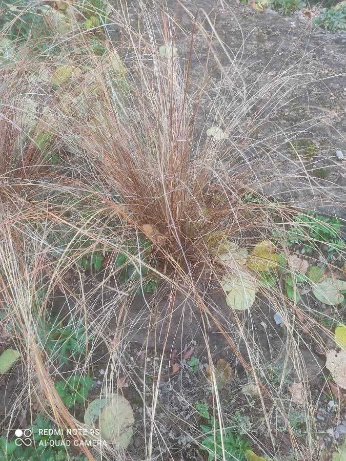 Carex buxbaumii — search result for 'and Greenland'