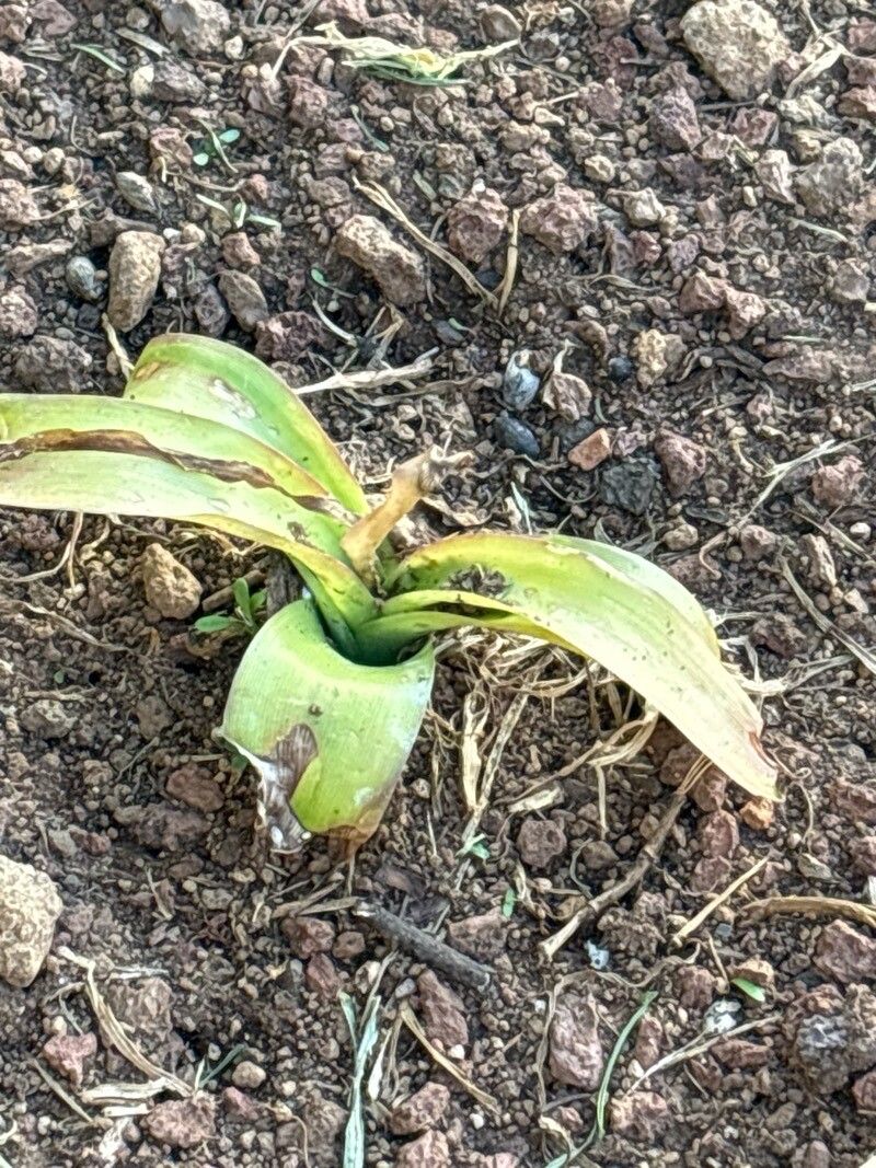 Crinum lavrani — search result for 'Crinum'