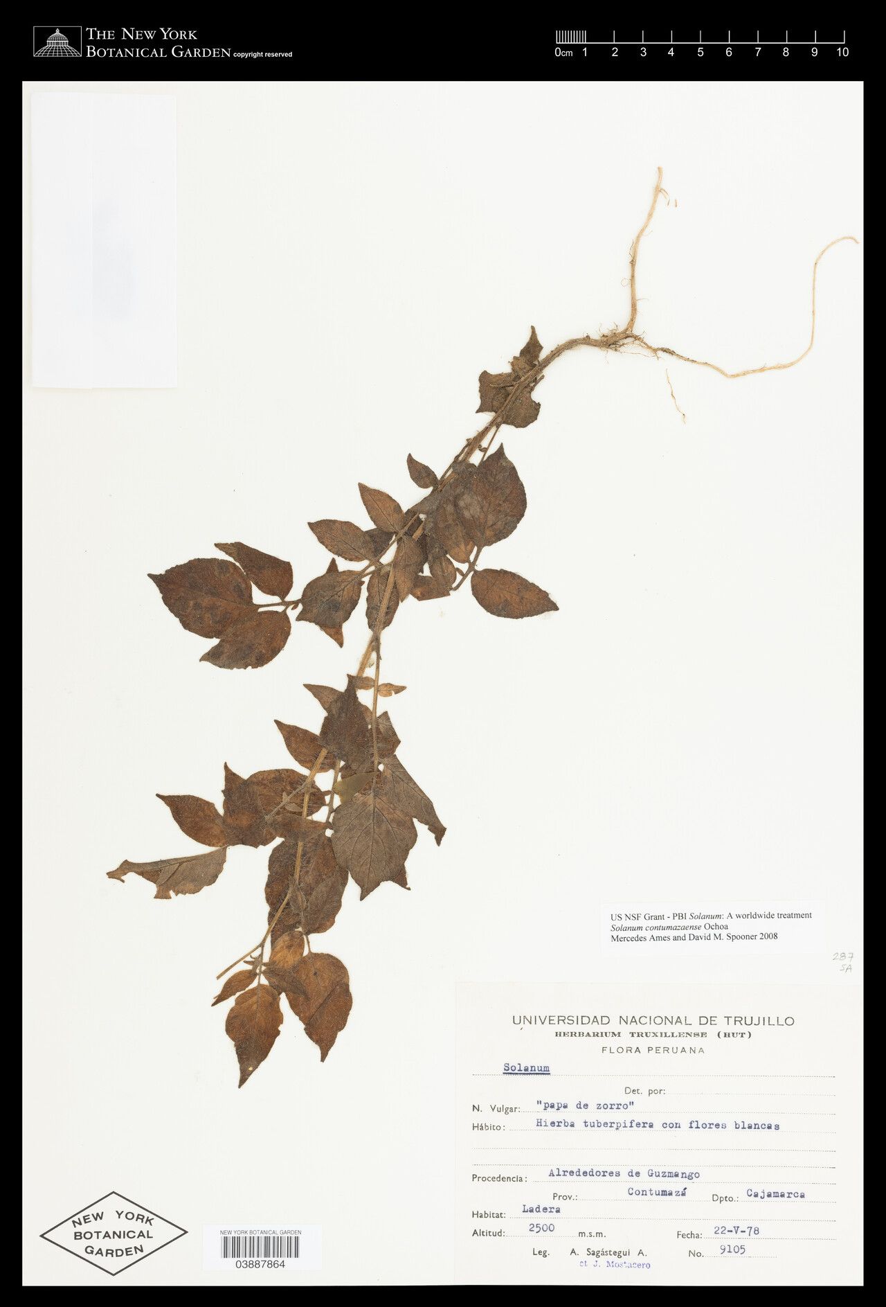 Solanum contumazaense — houseplant care guide