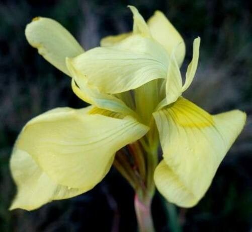 Moraea alticola — related species from the same genus