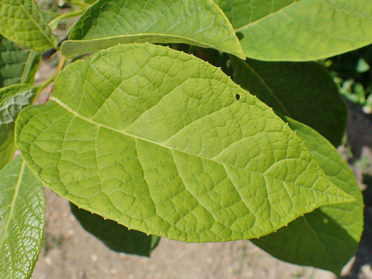 Pterostyrax hispidus — houseplant care guide