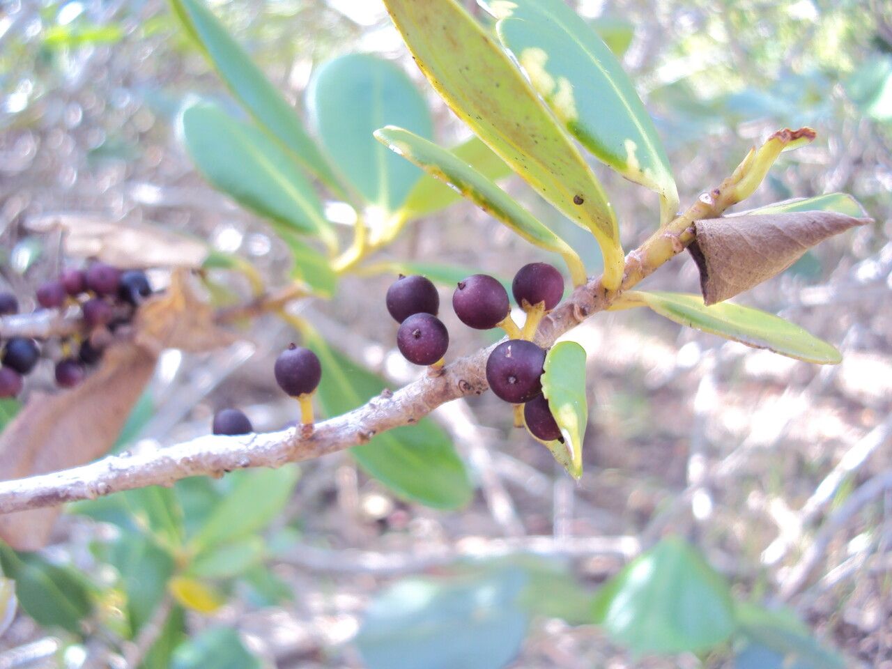 Myrsine parvifolia fruit