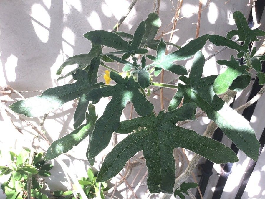 Uncarina roeoesliana leaf