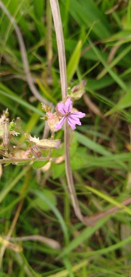 Cuphea ericoides flower
