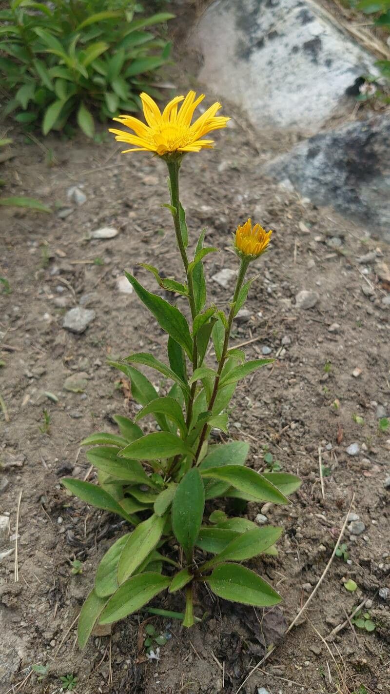 Eriophyllum lanatum habit