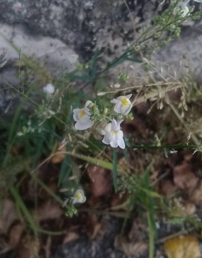 Linaria repens flower