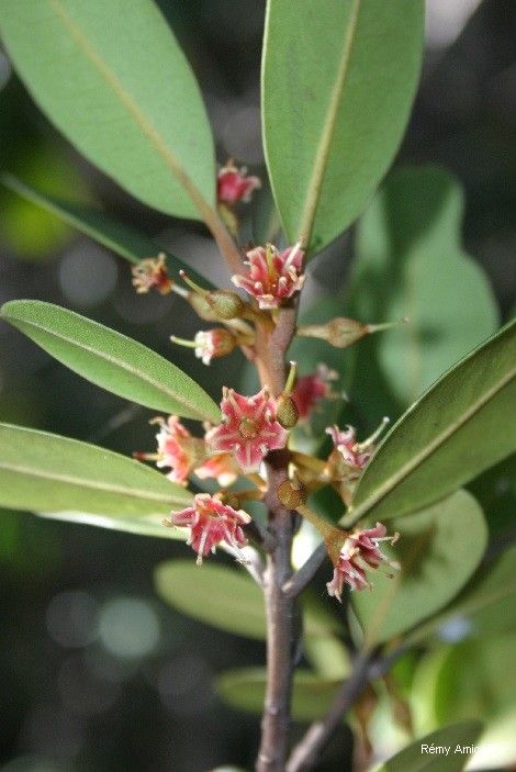 Pichonia lecomtei — houseplant care guide