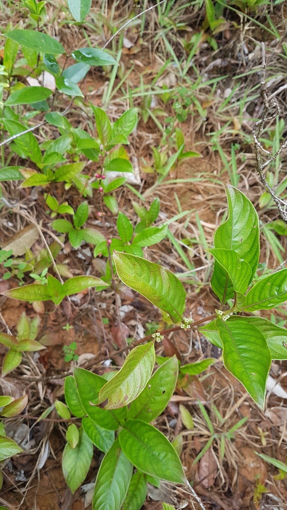 Sabicea aspera — related species from the same genus