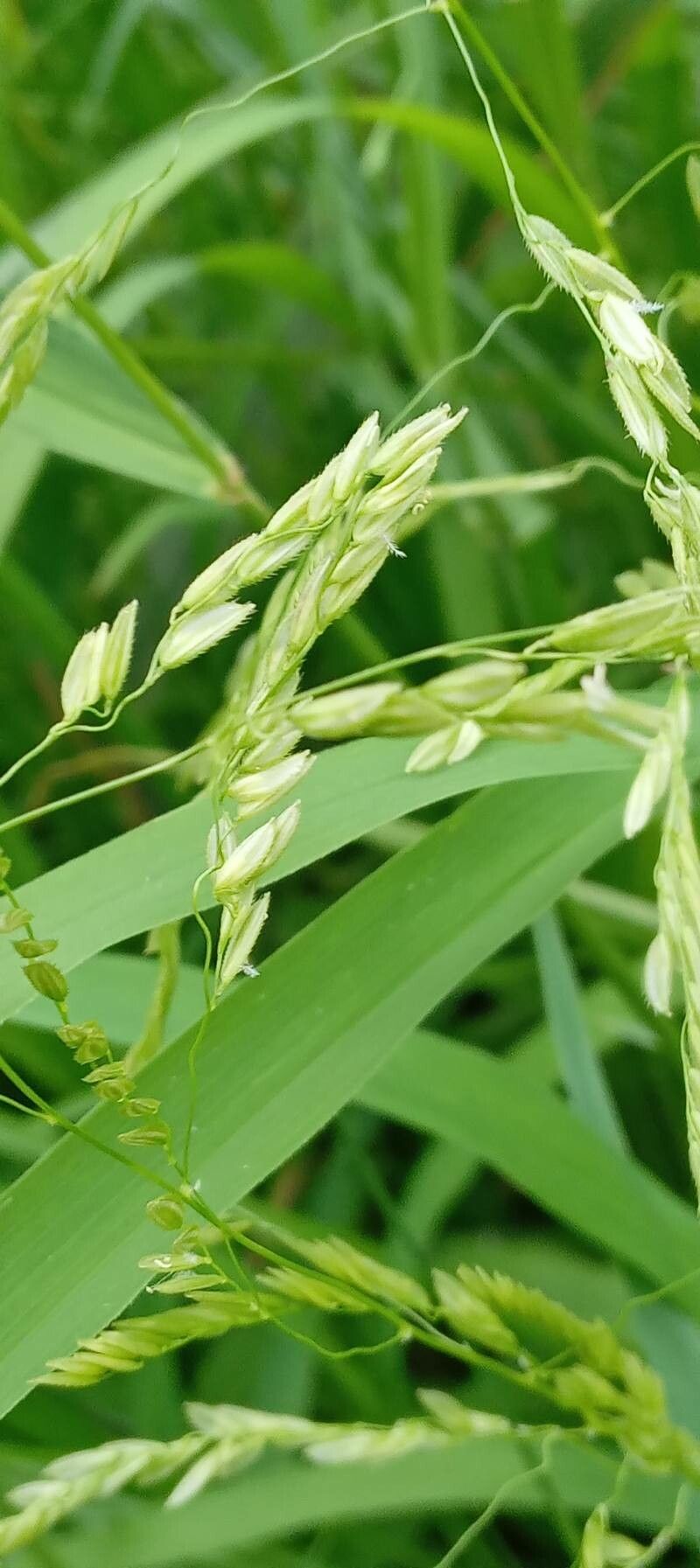 Leersia oryzoides flower