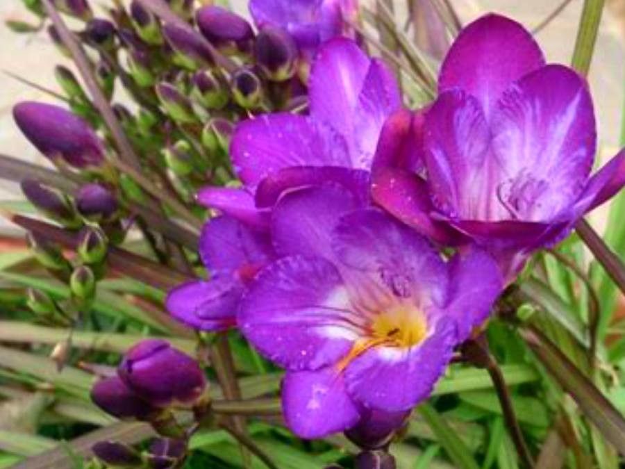 Freesia x hybrida flower