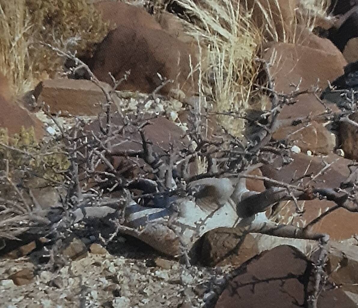 Commiphora wildii leaf