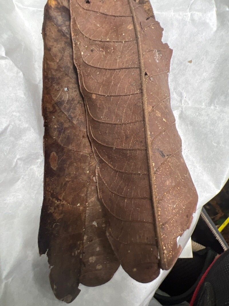 Canarium schweinfurthii leaf