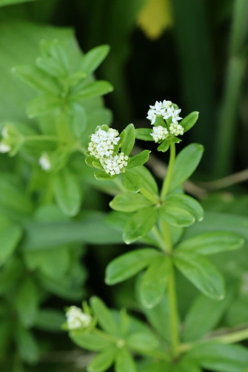 Galium tokyoense — houseplant care guide