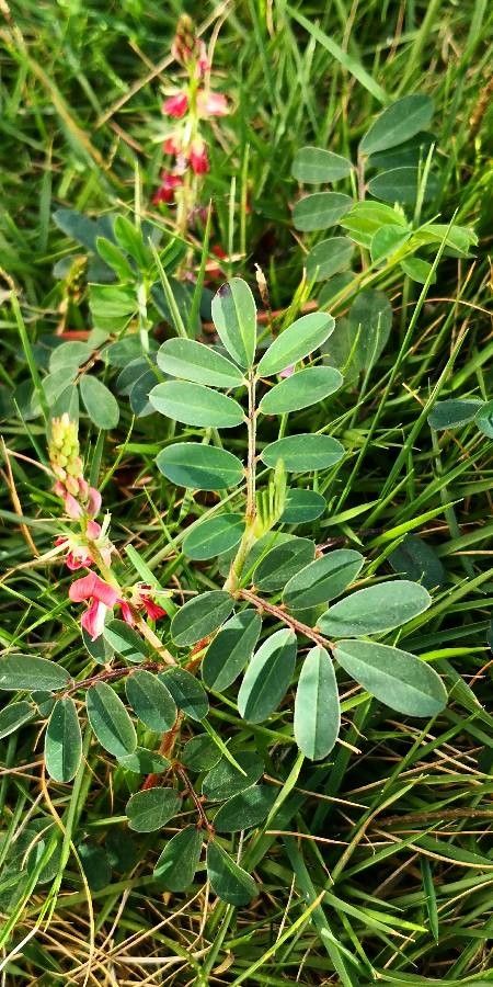 Indigofera spicata